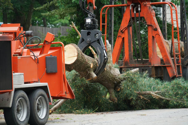 Lebanon, KY  Tree Services Company